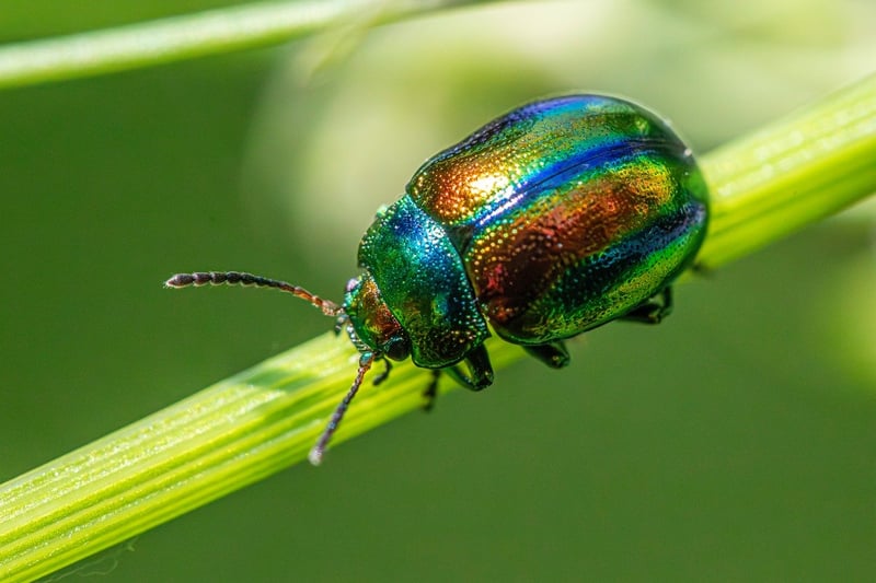 Organic Pest Solutions